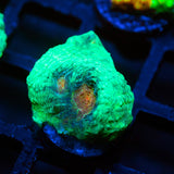 Cobra Eye Chalice Frag
