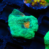 Cobra Eye Chalice Frag