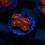 TSA Circus Freaks Zoanthid Frag (4+ Polyp)
