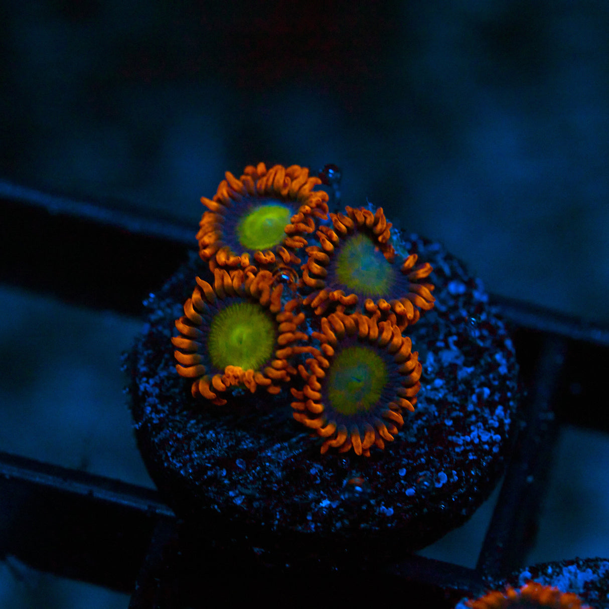 TSA Circus Freaks Zoanthid Frag – 4+ Polyps Buy Vibrant Coral