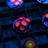 Charmander Zoanthid Frag (4+ Polyps)