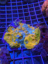 Orange teal red streaked Splatter chalice