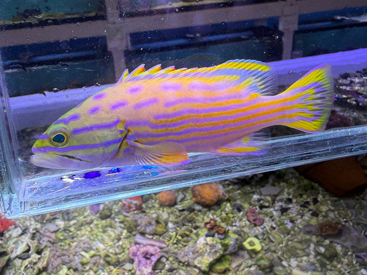 Polleni Grouper