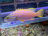 Polleni Grouper