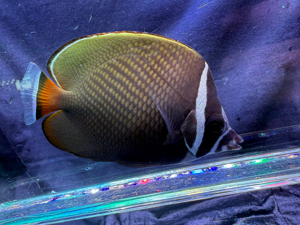 Pakistan Butterflyfish