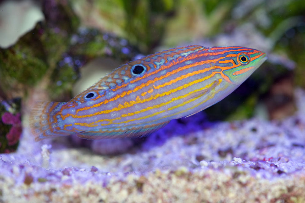 Adorned Wrasse