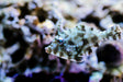 Aiptasia Eating Filefish