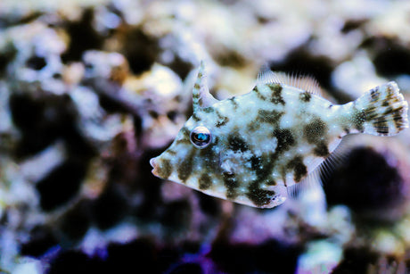 Aiptasia Eating Filefish