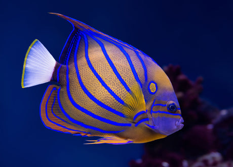 Annularis Angelfish