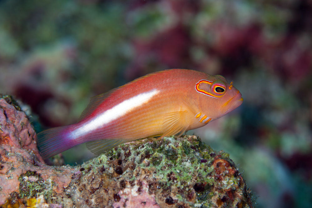 Arc Eye Hawkfish