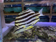 Australian Stripey Microcanthus strigatus