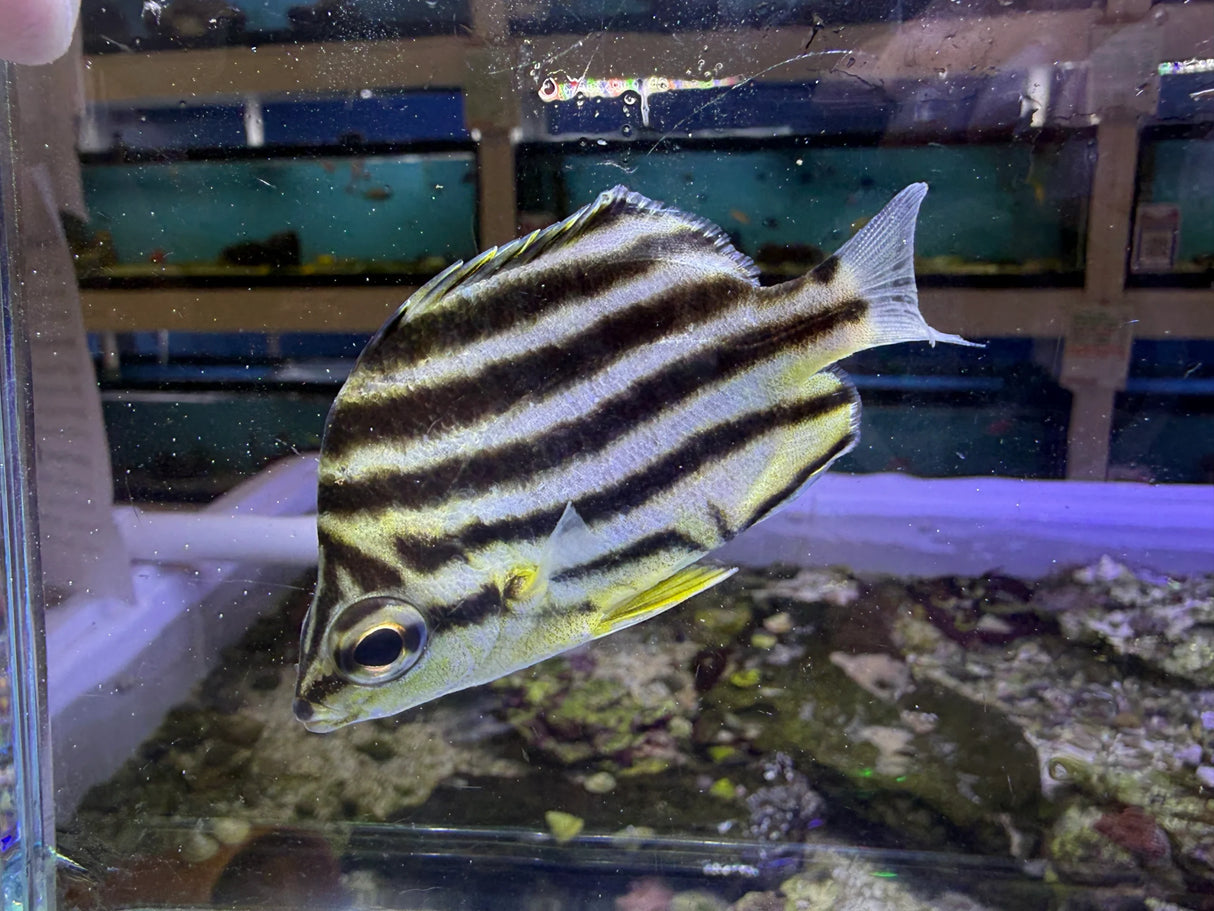 Australian Stripey Microcanthus strigatus