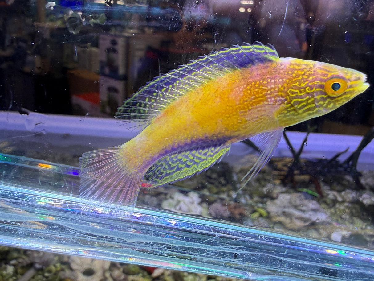 Rhomboid Wrasse