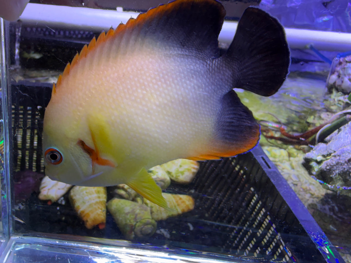 Large hybrid half black lemonpeel angelfish