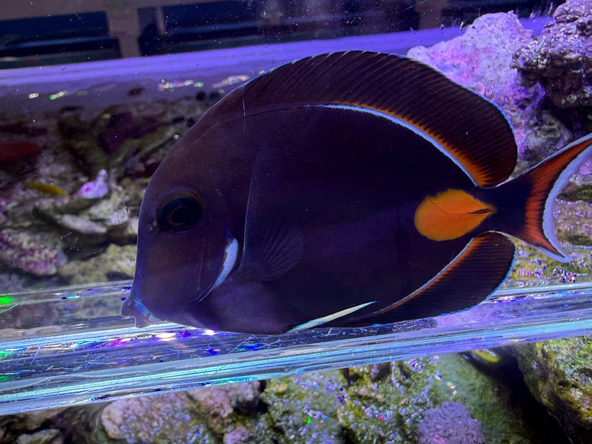 Achilles Tang