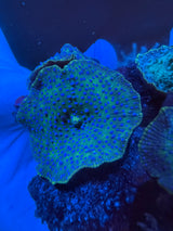 Green Superman Mushrooms