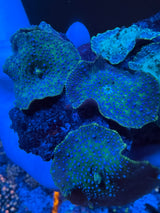 Green Superman Mushrooms