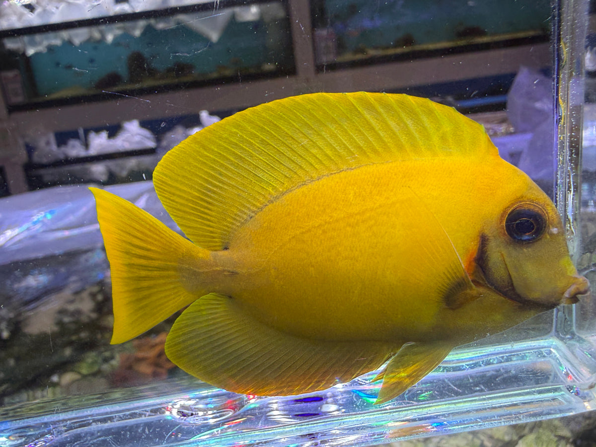 Chocolate Tang