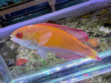 Eight Line Flasher Wrasse