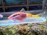Bicolor Goatfish