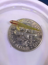 Green Banded Goby