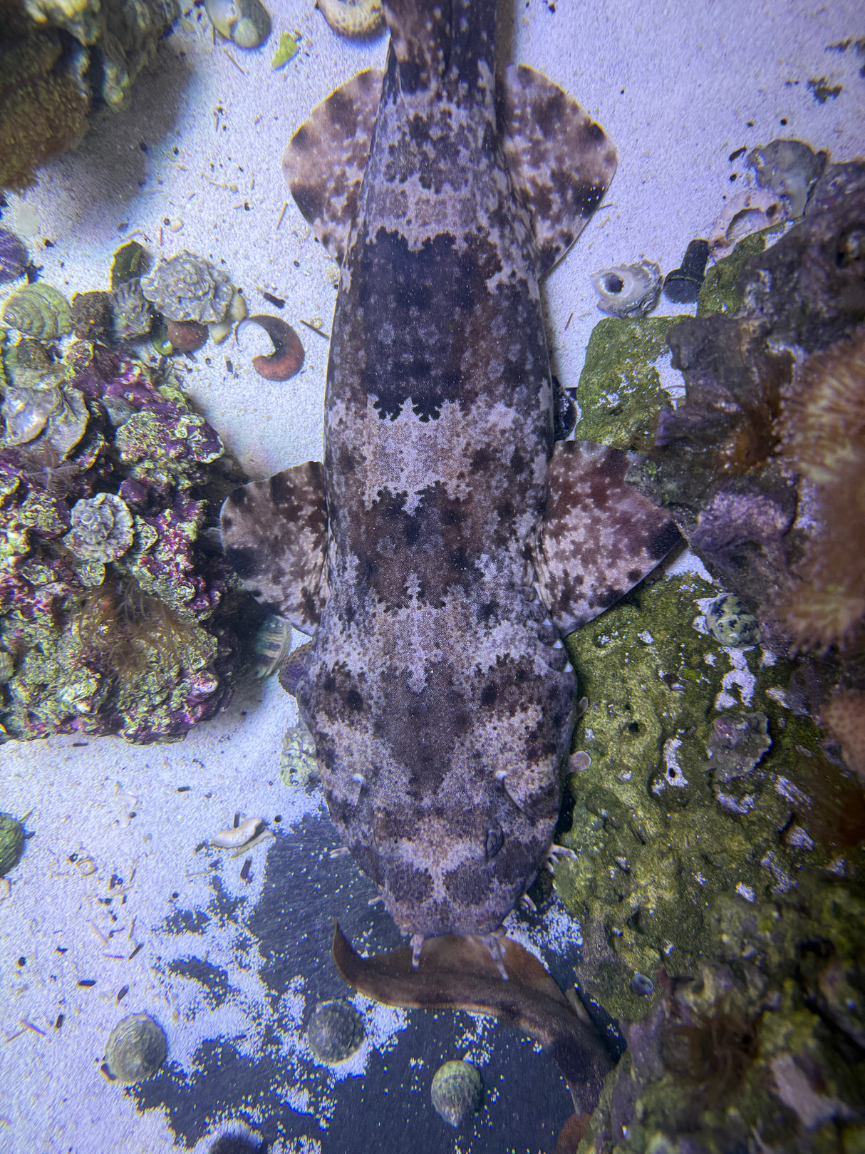 XLG Spotted Male Wobbegong shark (Pick up only)