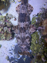 XLG Spotted Male Wobbegong shark (Pick up only)