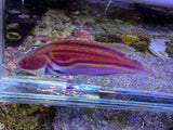 Laboutei wrasse