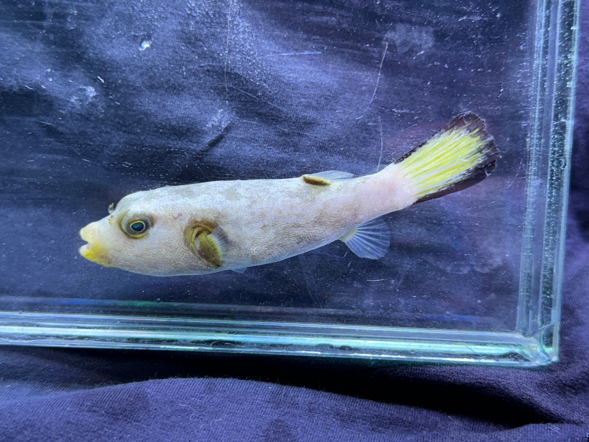 Immaculate pufferfish