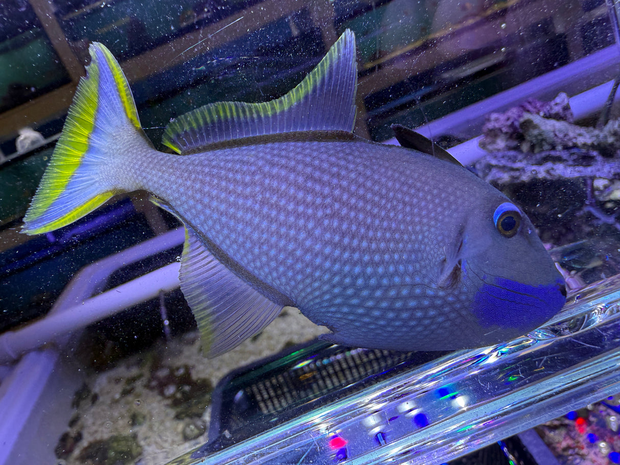 Male blue throat trigger