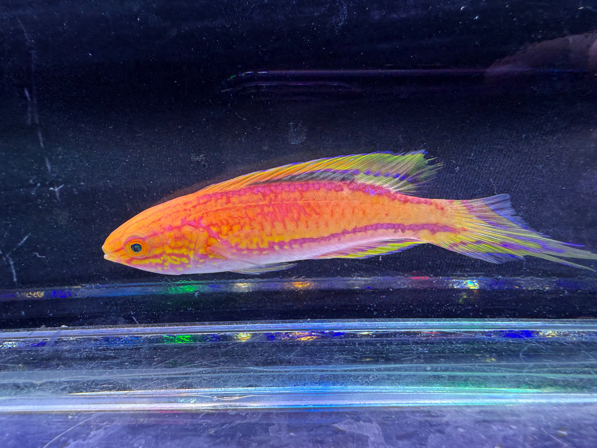 Pintail wrasse