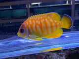 RARE Leopyge lemonpeel hybrid angelfish #6