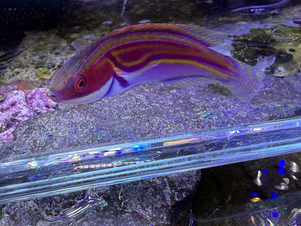 Laboutei wrasse