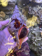 XLG Florida Horse Conch
