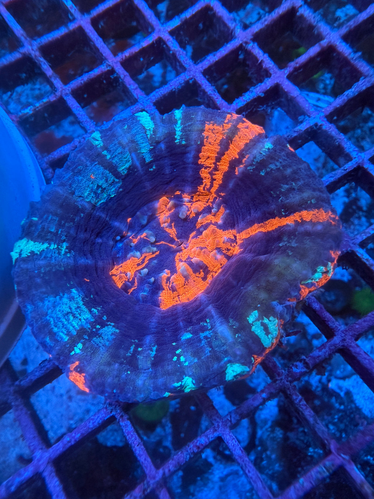 War Paint Scoly WYSIWYG