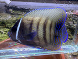 Six bar angelfish