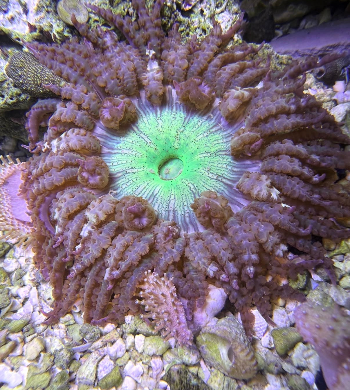 Pacific rock flower anemone