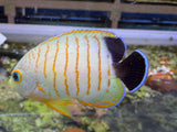 Eibli Angelfish