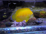 Captive bred Lemonpeel X Eibli hybrid