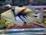 Picasso HumuHumu Triggerfish