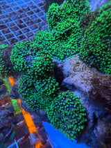 Green Hairy Mushroom