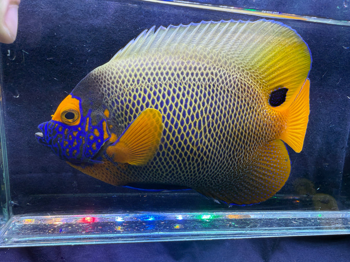 Juvenile Blueface Angelfish – Pomacanthus xanthometopon