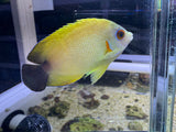 Hybrid angelfish (half black x lemon peel)