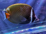 Pakistan Butterflyfish