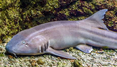 Bamboo Shark