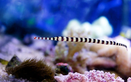 Banded Pipefish