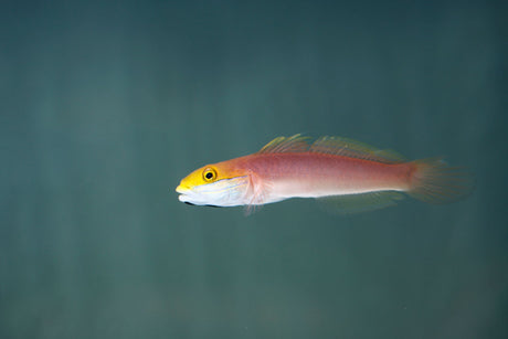 Bella Goby Fish