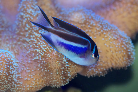 Bellus Angelfish Female