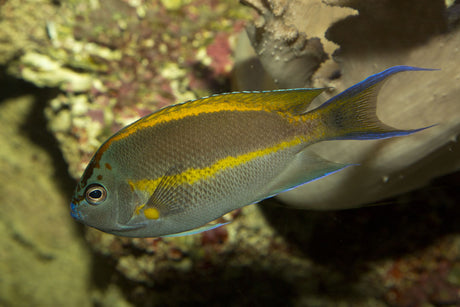 Bellus Angelfish Male
