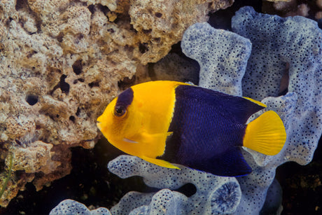 Bicolor Angelfish